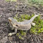 Pogona playing in new, spring grass