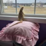 Pogona looking out the window