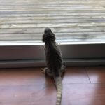Pogona trying to go outside