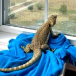 Pogona looking out window